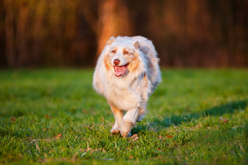 happy australian shepherd dog running outdoors