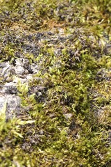 Fototapeta na wymiar Moss na skale - macro
