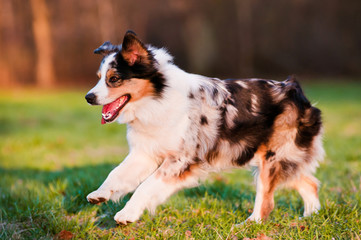 australian shepherd dog running outdoors