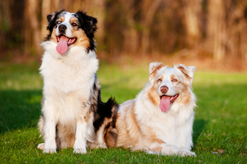 two australian shepherd dogs outdoors