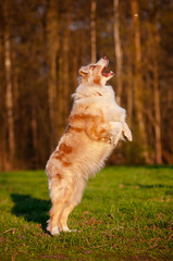 australian shepherd dog jumping up