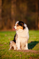 merle australian shepherd dog