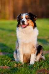 australian shepherd dog