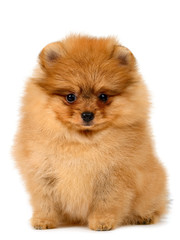 pomeranian puppy