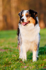 beautiful australian shepherd dog portrait