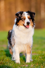 australian shepherd dog
