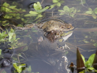 Fehlpaarung dreier Erdkrötenmännchen mit einem Teichfrosch