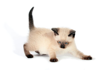 Playful siamese kitten