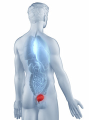 Bladder position anatomy man isolated posterior view