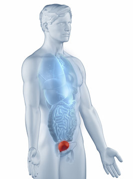 Bladder position anatomy man isolated lateral view