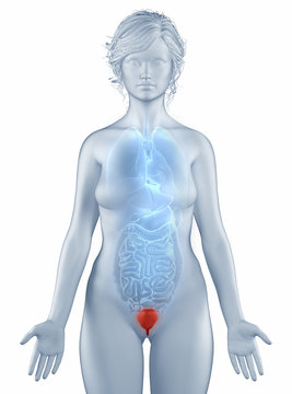 Bladder position anatomy woman isolated