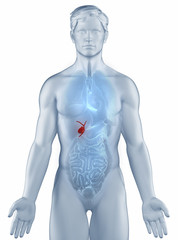Gall bladder position anatomy man isolated