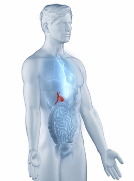 Gall bladder position anatomy man isolated lateral view