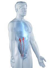 Ureter position anatomy man isolated lateral view