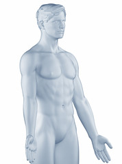 Man in anatomical position isolated