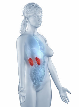 Kidney position anatomy woman isolated lateral view