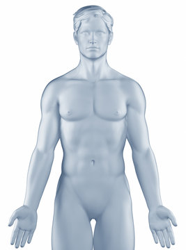 Man in anatomical position isolated