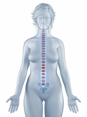 Vertebra position anatomy woman isolated