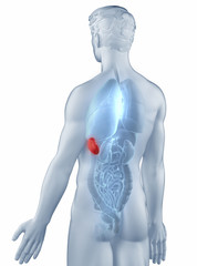 Spleen position anatomy man isolated posterior view