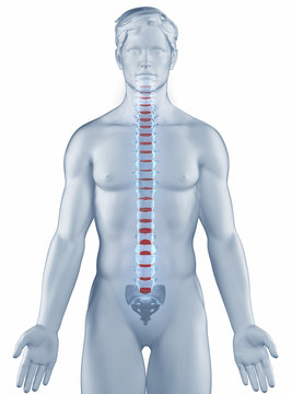 Vertebra position anatomy man isolated