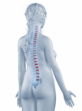 Vertebra position anatomy woman isolated posterior view