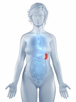 Spleen position anatomy woman isolated