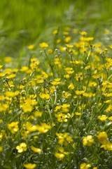 prato verde con fiori gialli