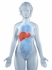 Liver position anatomy woman isolated