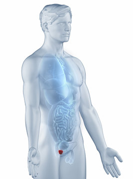 Prostate position anatomy man isolated lateral view