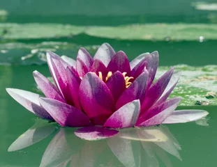 Photo sur Plexiglas Nénuphars lotus