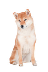 shiba inu dog sitting