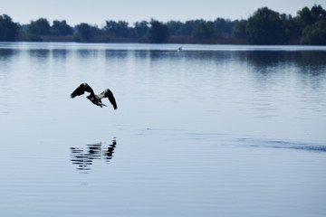 cormorant flying over the water in Danube Delta