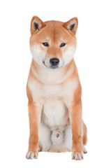 shiba inu dog sitting on white background
