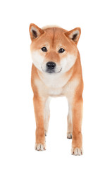 shiba inu dog
