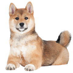 adorable shiba inu puppy lying down