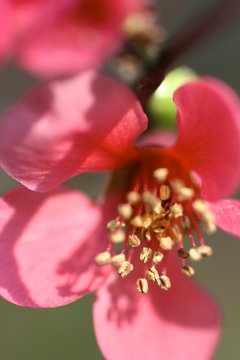 fiore rosso di primavera