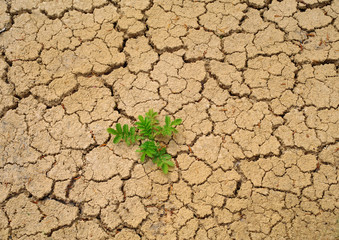 Dry soil background