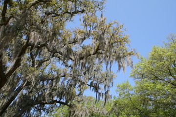 Spanish Moss Hanging from Live Oak