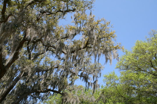 Spanish Moss Hanging from Live Oak