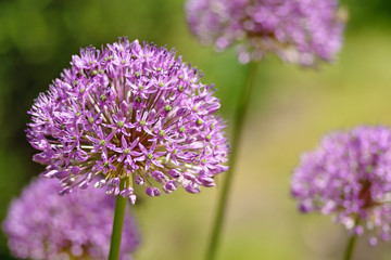 Purple flower of onion in garden