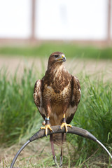 falconry