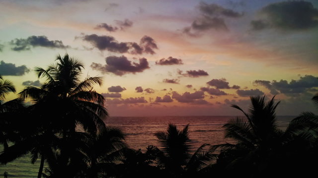 Evening timelapse - palm tree on background of tropical ocean
