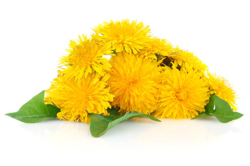 dandelion with green leaves