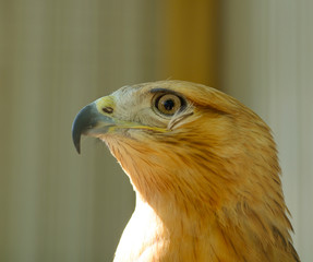 golden eagle