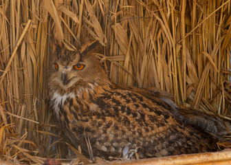 Owl portrait