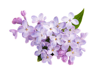 Lilac branch isolated on white background
