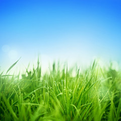 Fototapeta na wymiar Świeża trawa