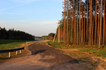 Sandy road in a forest