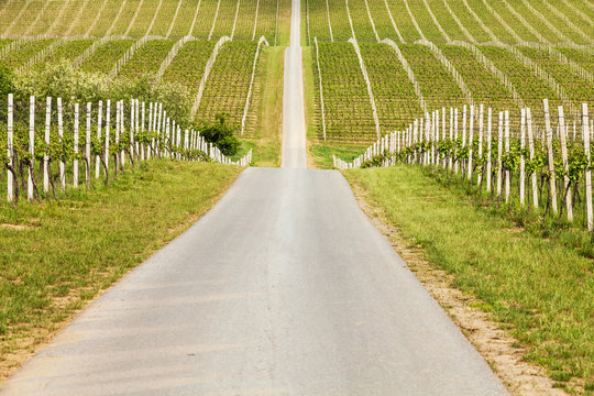Beautiful rows of young grapes in the countryside with the wine