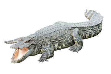 Fresh water adult crocodile from Thailand